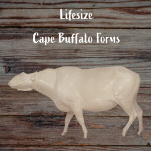 Cape Buffalo