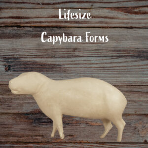 Capybara