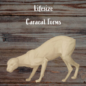Caracal Cat