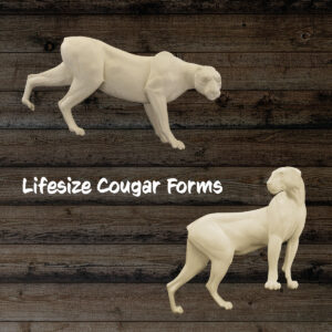 Cougar