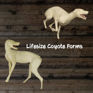 Coyote