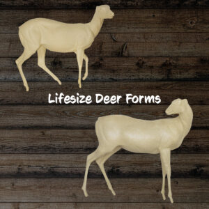 Deer