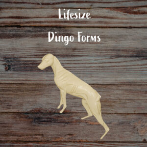 Dingo
