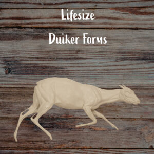 Duiker