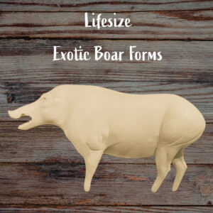 Boar