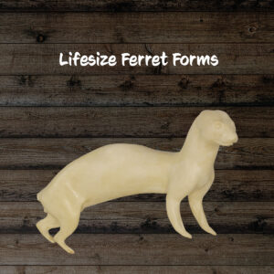 Ferret