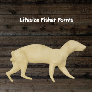 Fisher