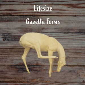 Gazelle
