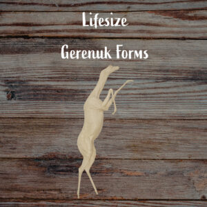 Gerenuk