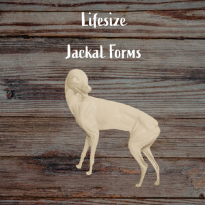 Jackal