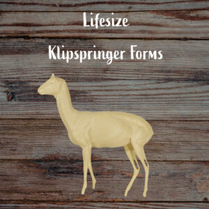 Klipspringer