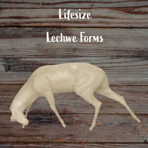 Lechwe