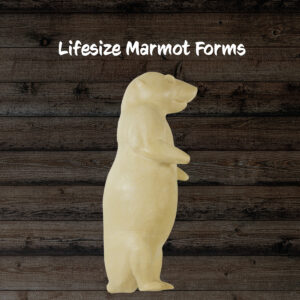 Marmot