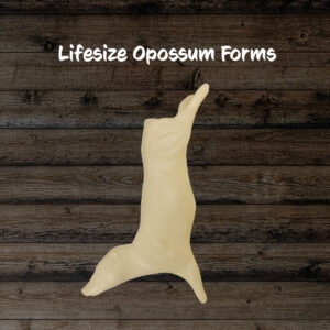 Opossum