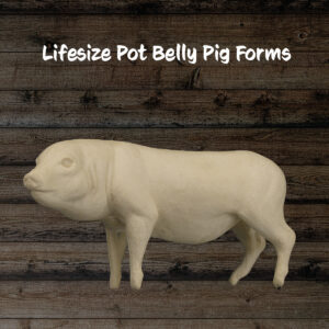 Pot Belly Pig