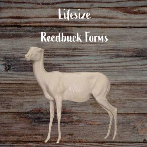 Reedbuck