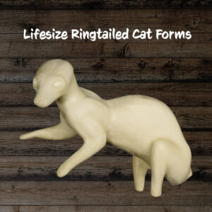 Ringtailed Cat
