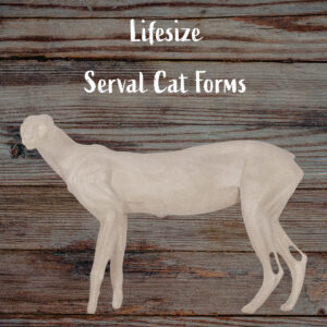 Serval Cat