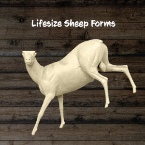 Sheep