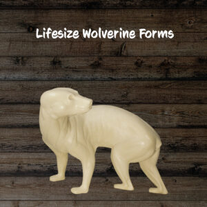 Wolverine
