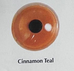 CINNAMON TEAL ORANGE EYES #123