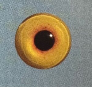 RED HEAD EYES 9MM