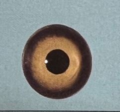 OLD SQUAW EYES #124