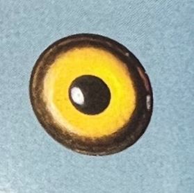 STRAW EYES #124