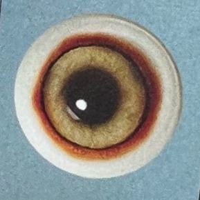 COYOTE EYES #125