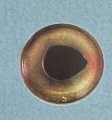 PANFISH EYES 8MM