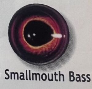 SMALL MOUTH BASS EYES #135