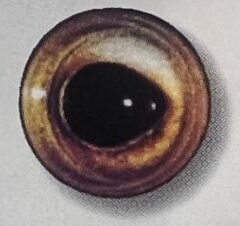 TROUT EYES #135