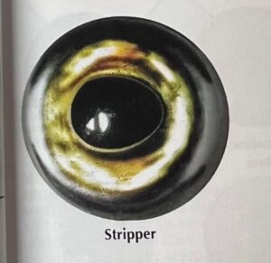 STRIPER EYES #140