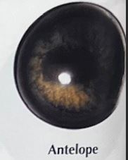 ANTELOPE EYES #160
