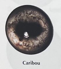CARIBOU EYES #160
