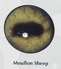 MOUFLON SHEEP EYES #160