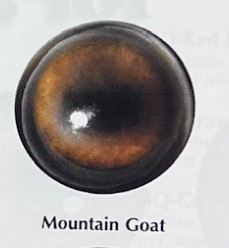 MOUNTAIN GOAT EYES 22MM