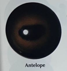 ANTELOPE EYES #165