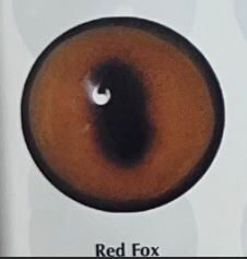 RED FOX EYES #165