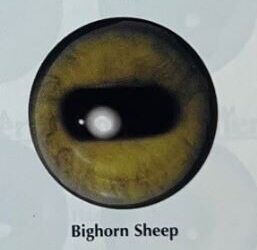 BIG HORN SHEEP EYES #165