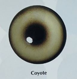 COYOTE EYES #165