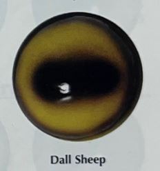 DALL SHEEP EYES #165