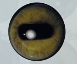 MOUFLON SHEEP EYES #165