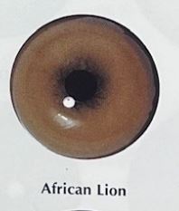 AFRICAN LION EYES #170