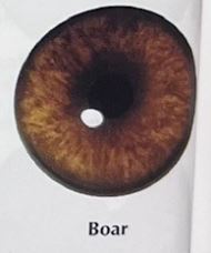 BOAR EYES #170