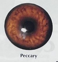 PECCARY EYES #170
