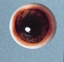 WHITE BANDED BEAR EYES #170W