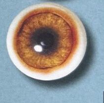 WHITE BANDED BOAR EYES #170W