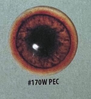 WHITE BAND PECCARY EYES #170W