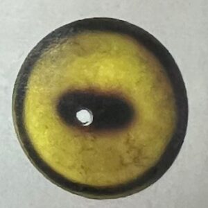 DALL SHEEP EYES #200'S